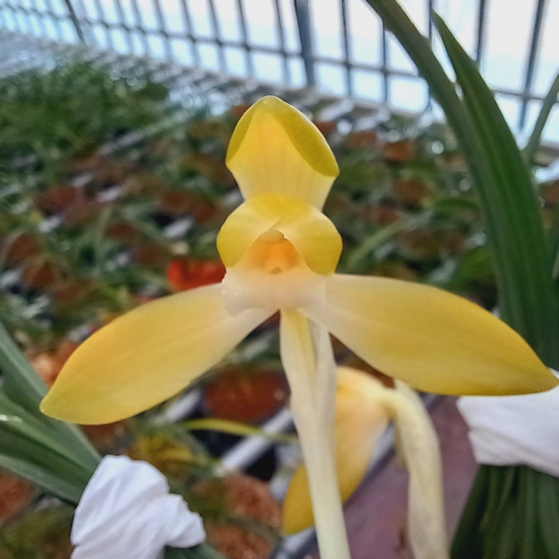 원판형,,주금소심