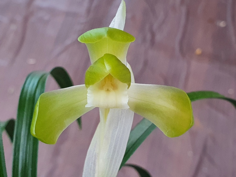 먹란,,원판,,색기대,,소?