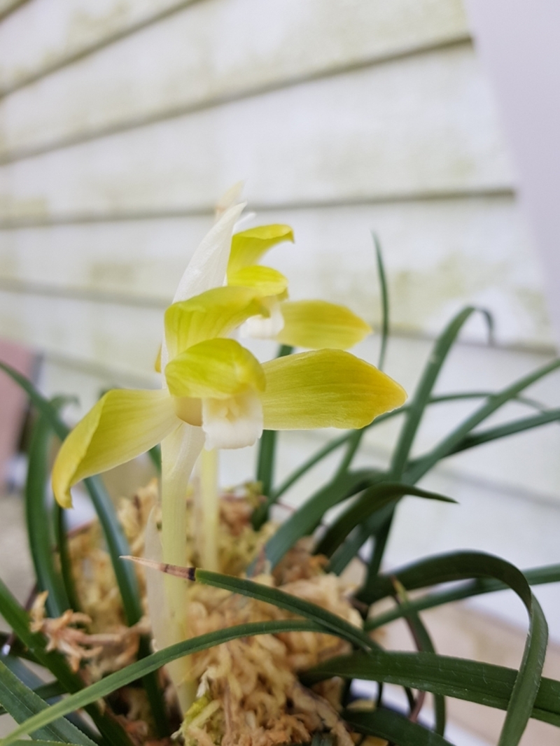 무명,,전면산반화,,복?