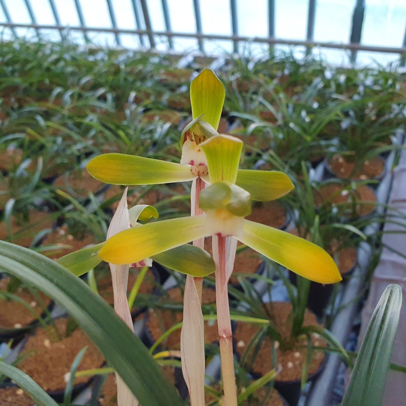 희귀종,,서반화