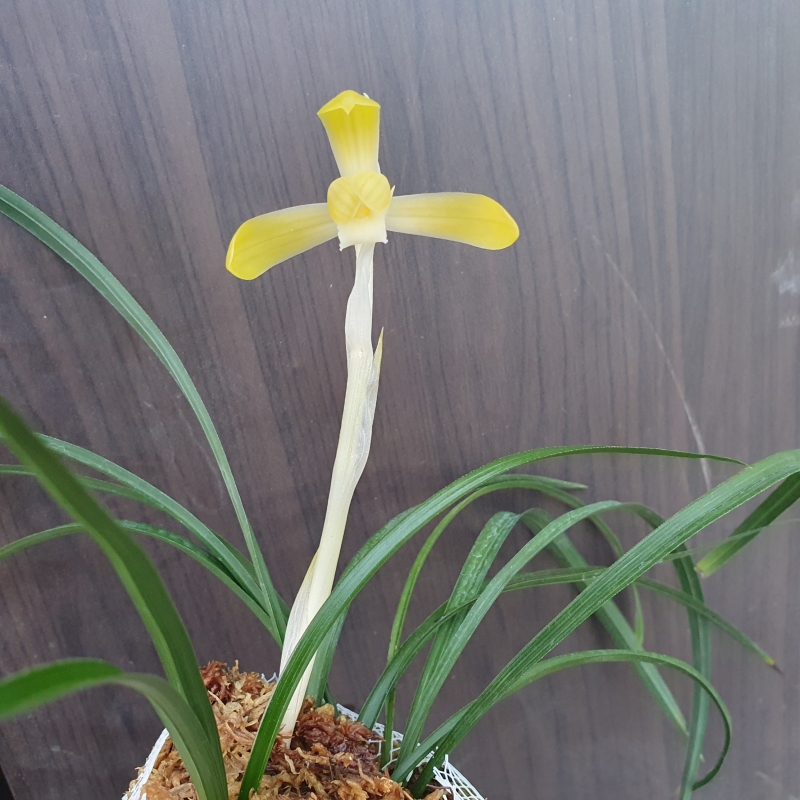 무명,,황화소심,,꽃2