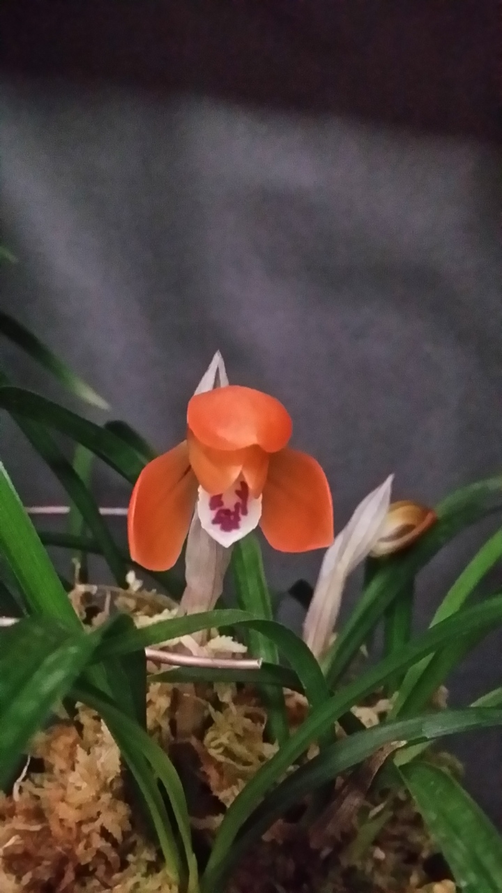 무명,,금상받은,,홍화