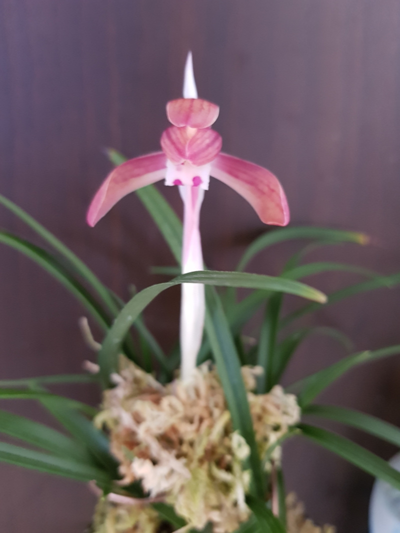 무명,,희귀종,,도홍화