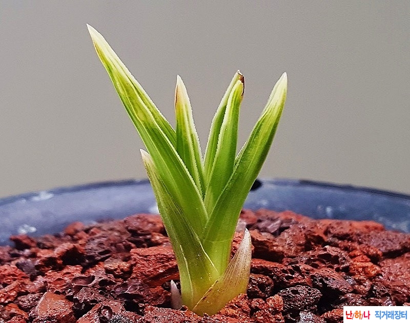 종자하세요. (단엽산반?