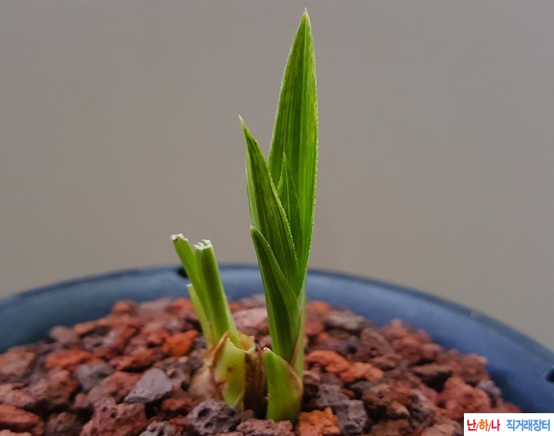 산채. (단엽성/산반녹?