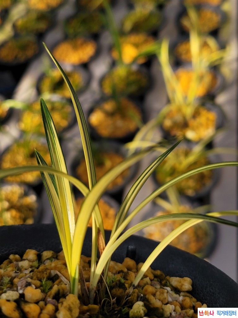 종자좋은 중투호