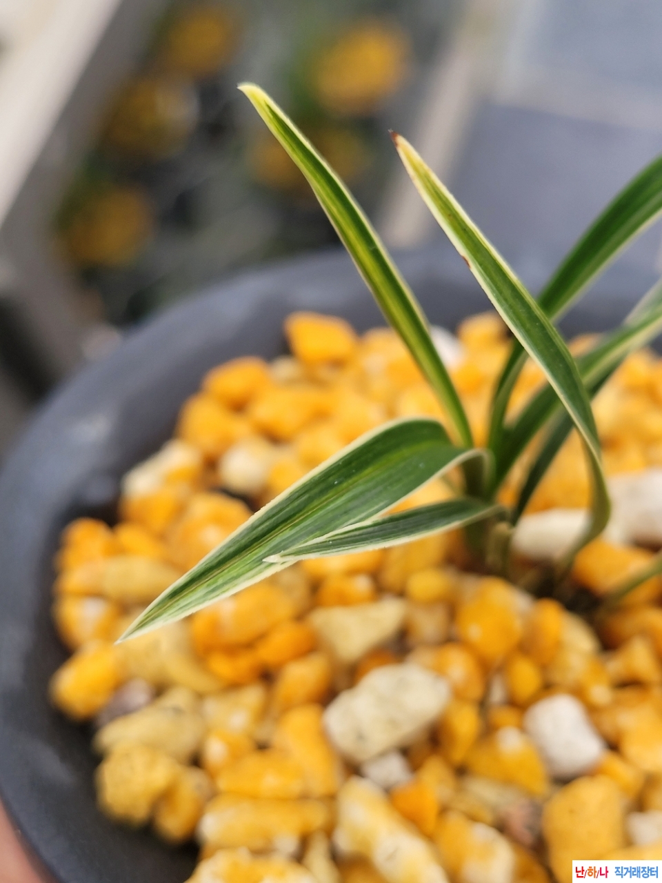 산채부터재배한 발전?