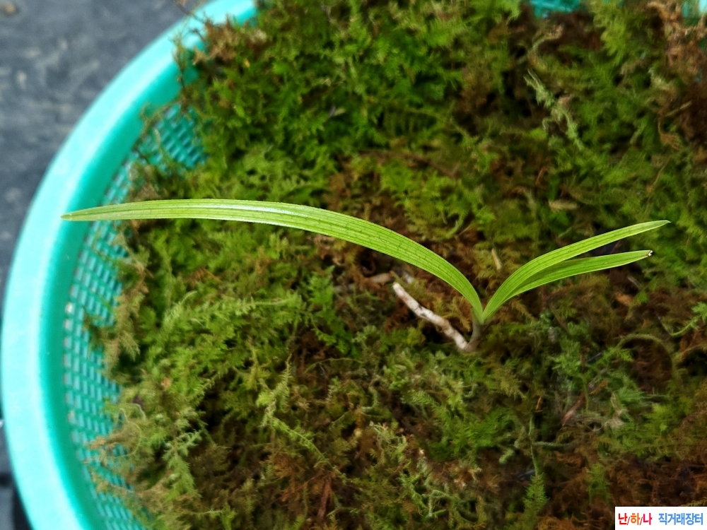 산채산반망지사피(생?