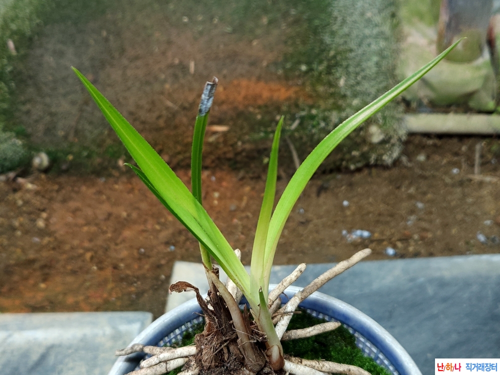 산채생강근 서반성