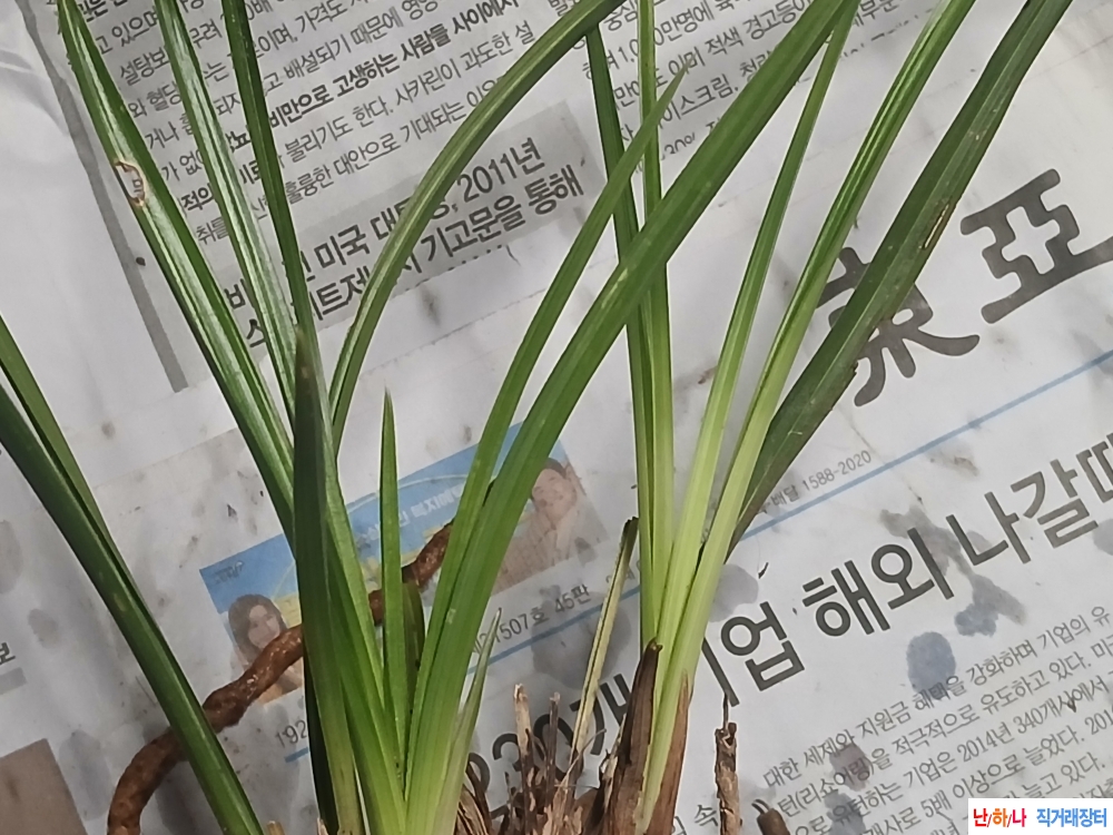 산채  까닥지서반