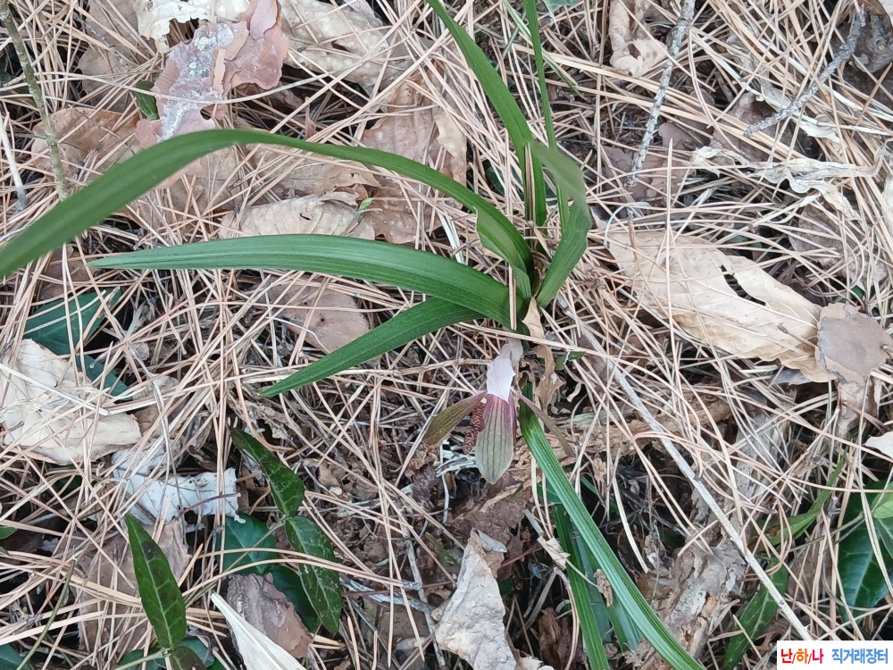 산채 활짝핀 자화