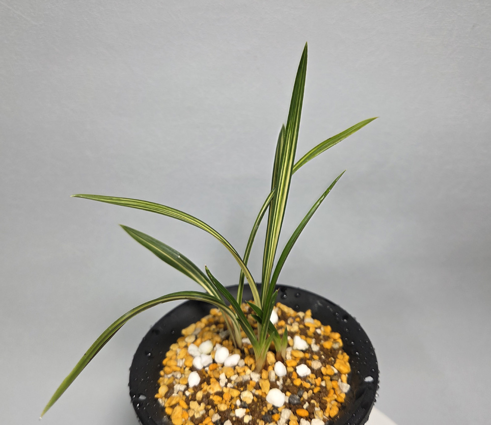 입변 중압 중투