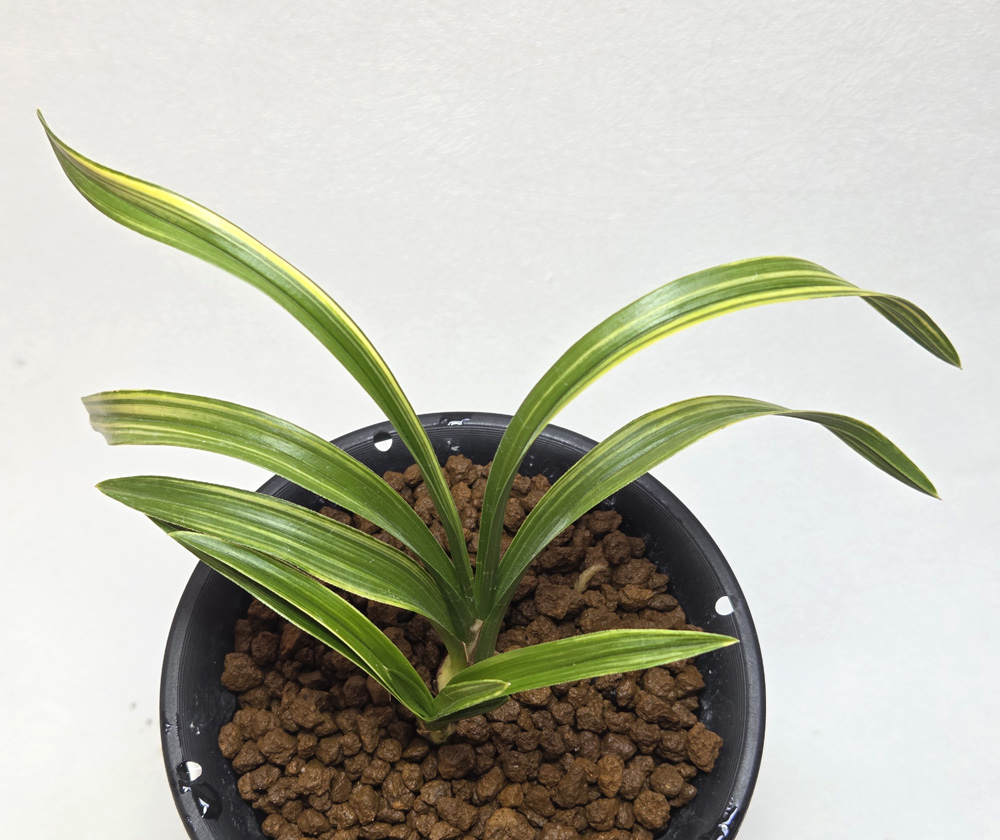 특이한 무늬 패턴의 산?