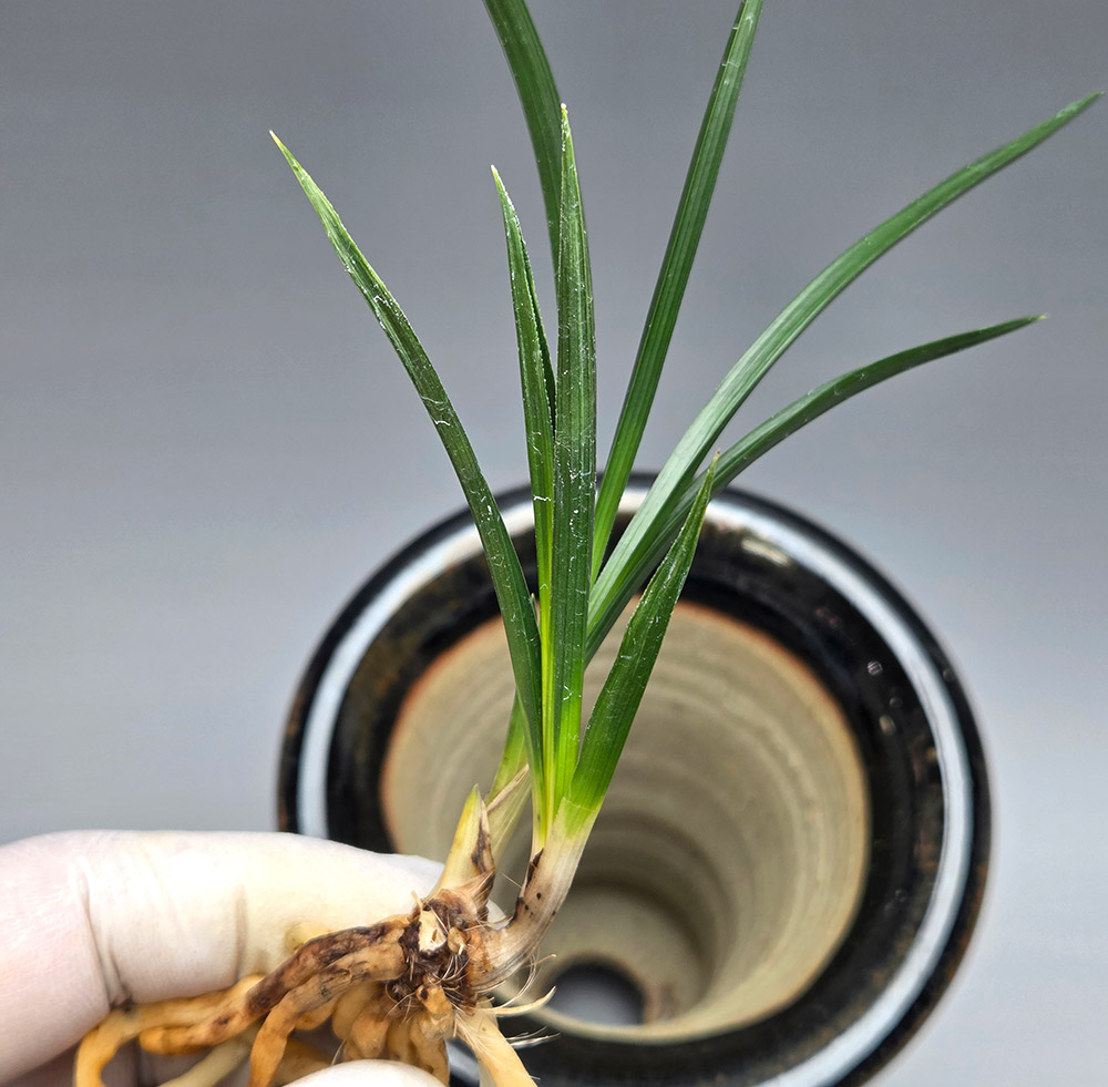 배골깊은 입변 진청 산?