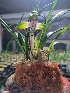 집채 중투화 감중투 소?