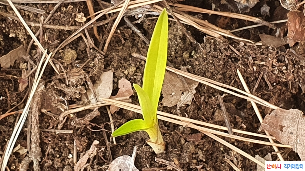 **특산채 두화변 금계**