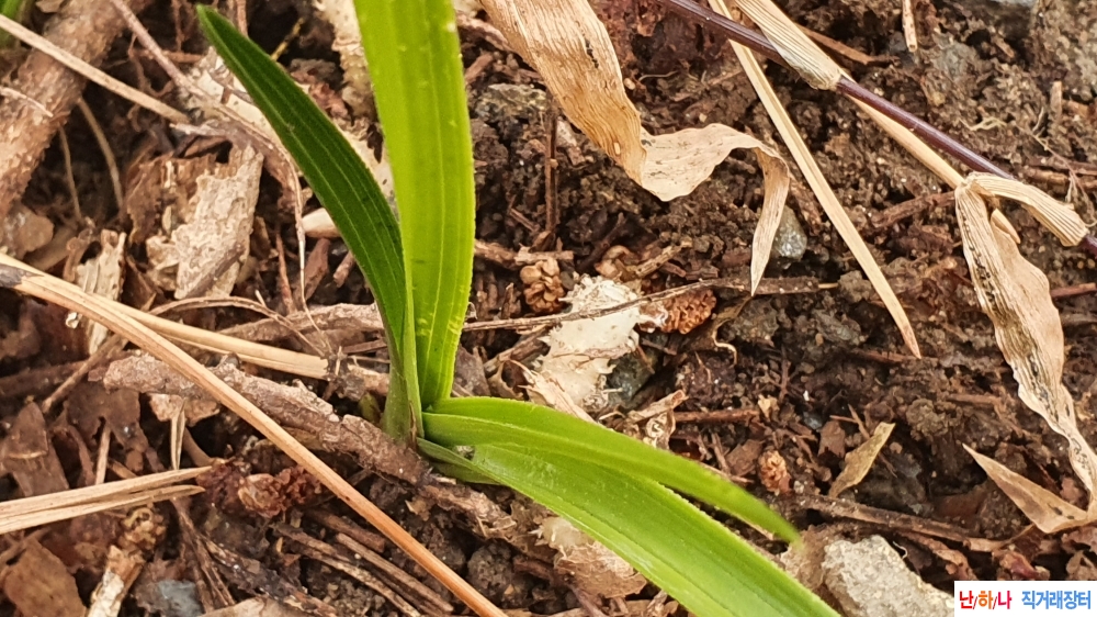 산채 까닥지 입변서반