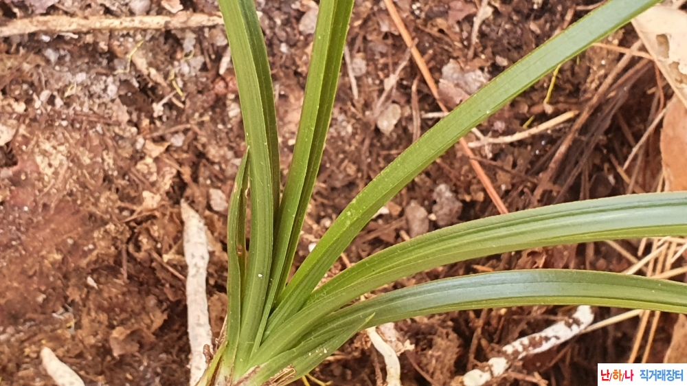 산채생강 까닥지 두화?