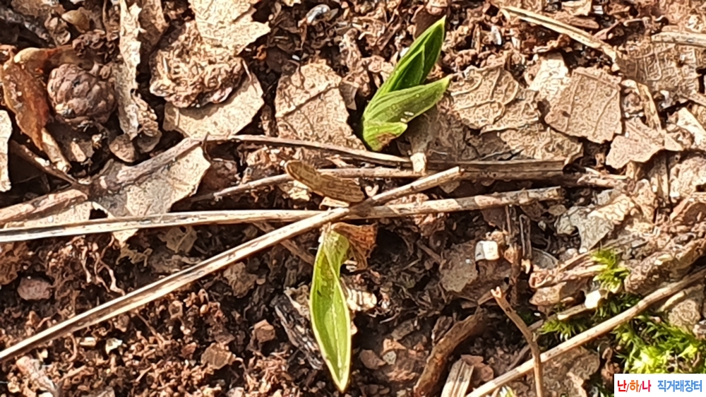 산채 단엽성 입변