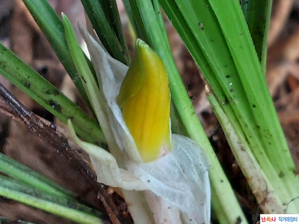 산채 천천히색화