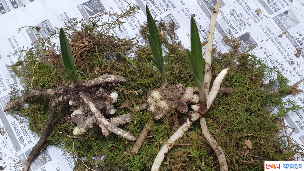 산채 자태 입변