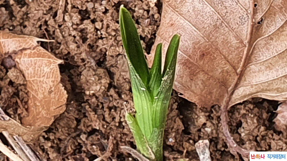 산채 반물 까닥지 단엽?