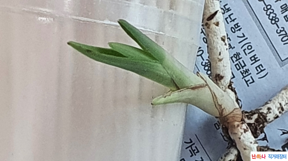 까닥지 두화나무