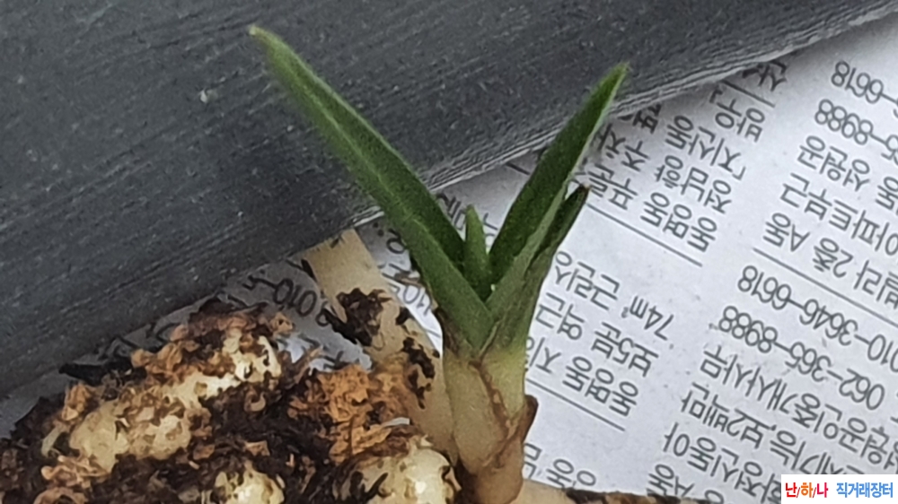 산채 까닥지 단엽변