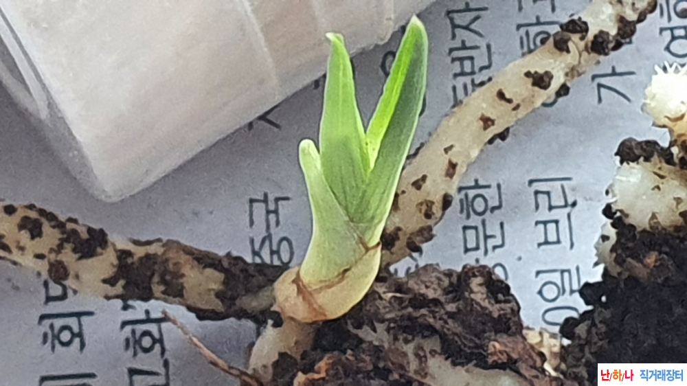 산채 서반물 단엽변