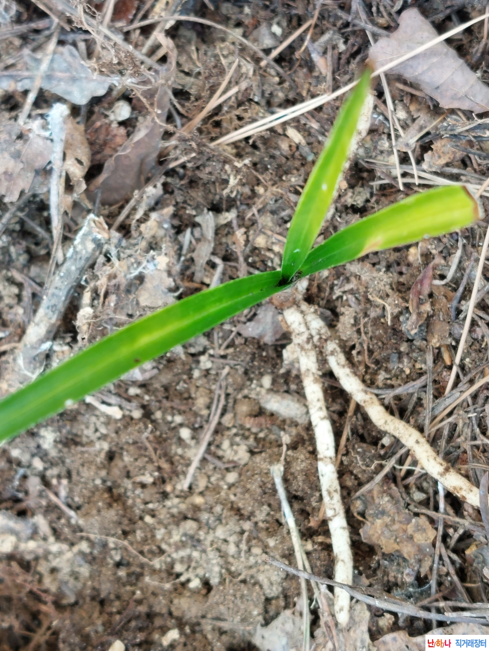 산채 호피반 입변