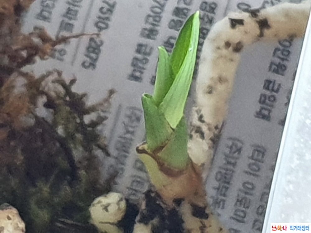 산채 반물 단엽성