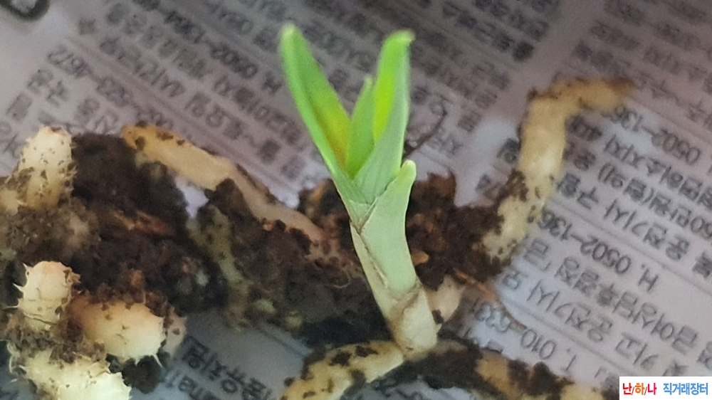 산채 서반물 단엽변