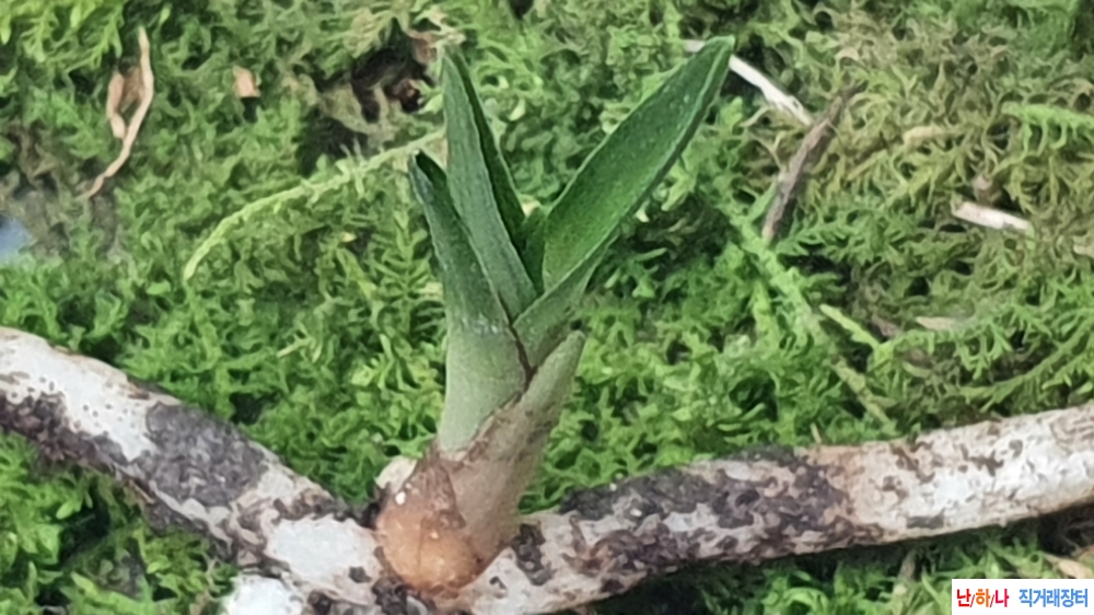 금일산채 단엽변