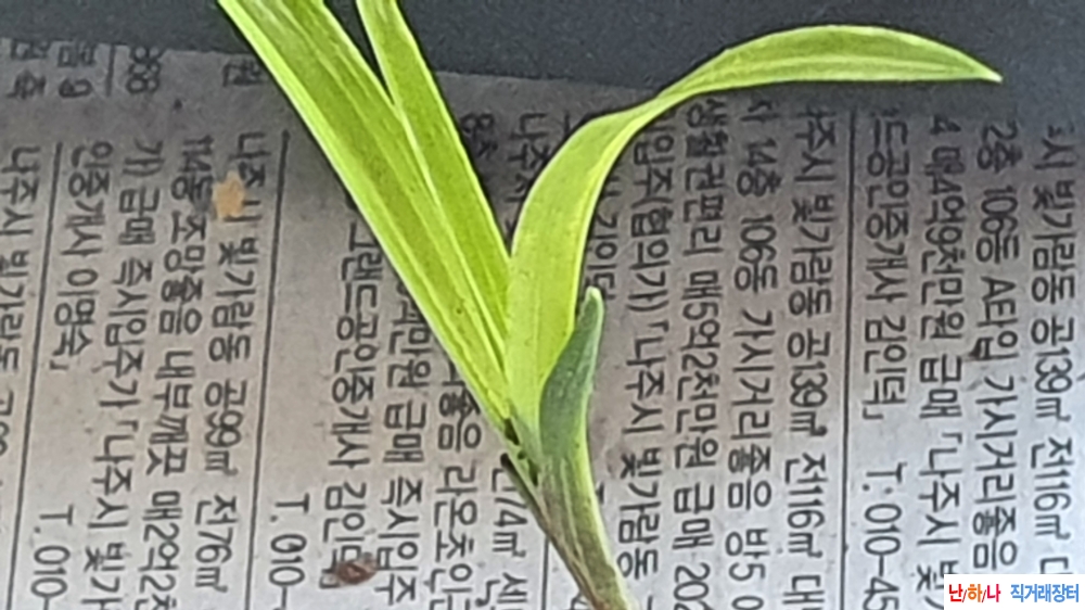 산채 서반 & 단엽변