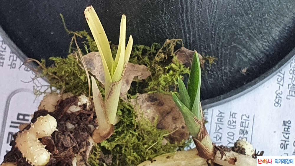 산채 단엽성 &극황