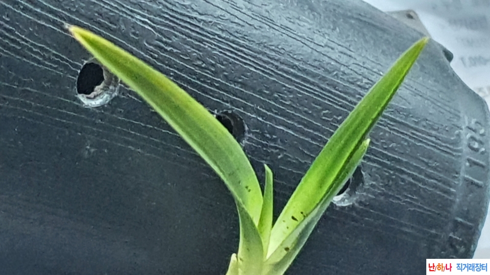 산채 반물 입변