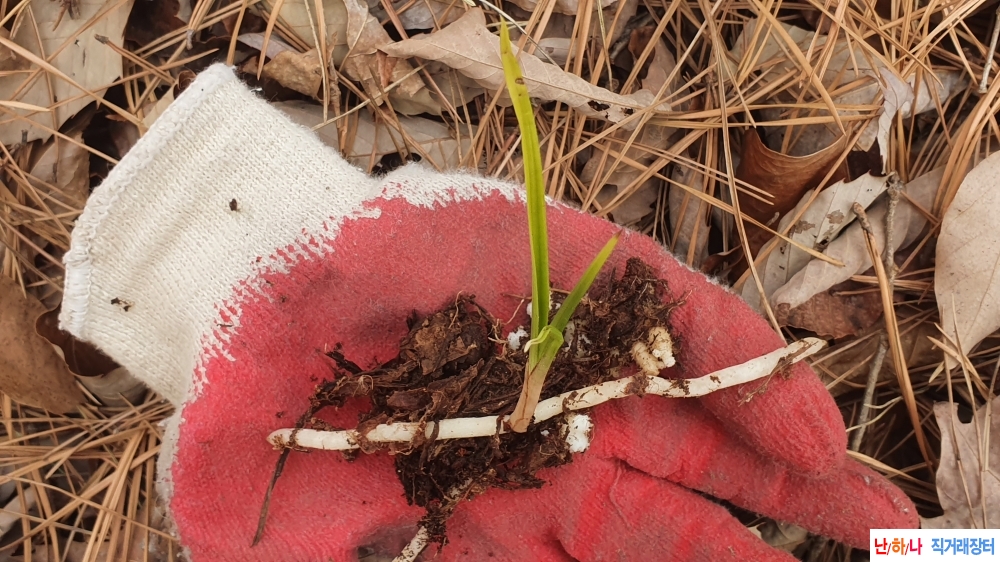 산채 까닥지 입변서반