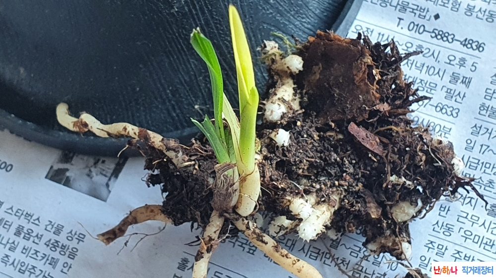 **산채 단엽성 황서반**