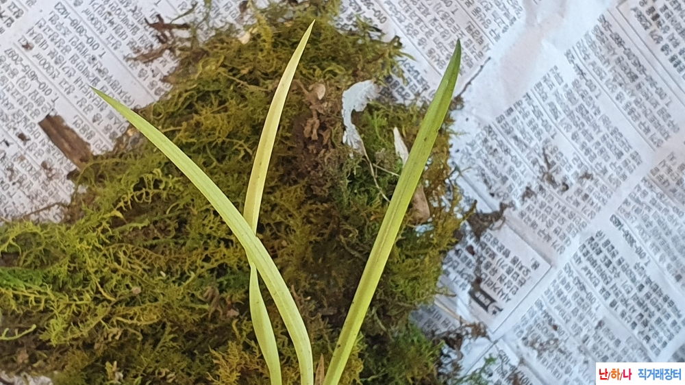 산채 극황 서반