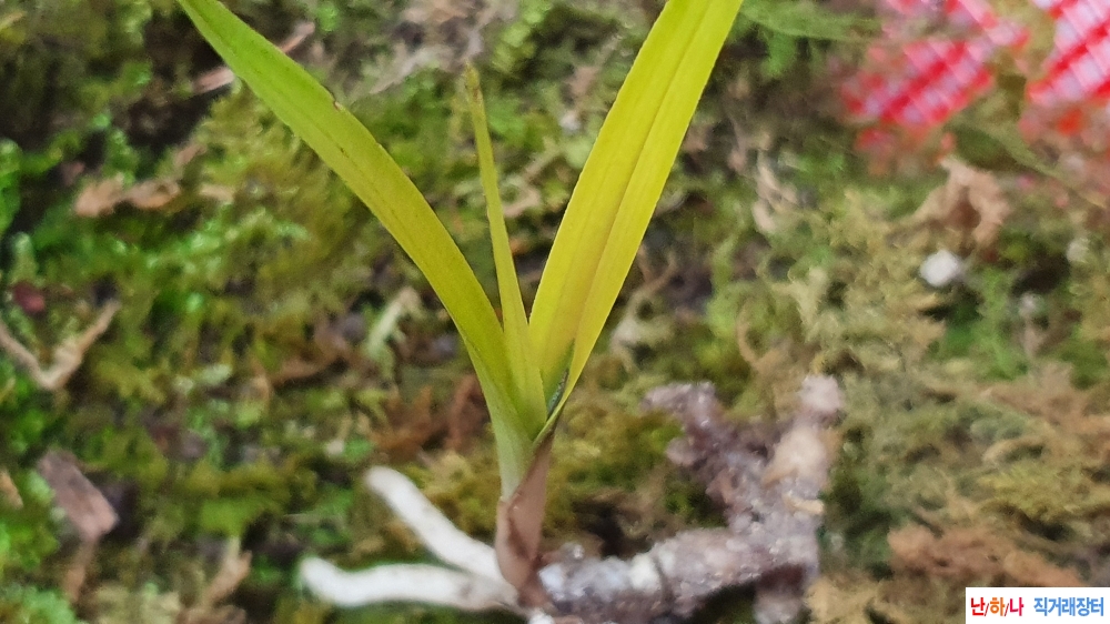 **특산채 산반성 금계?