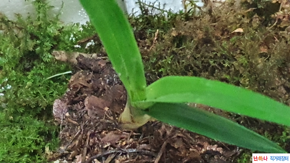 산채 반성 환엽변