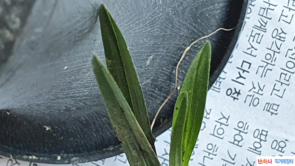 산채 마모세 입변