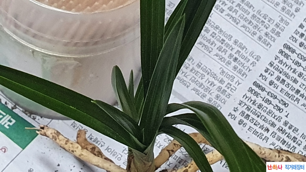 산채 바짝선 두화변