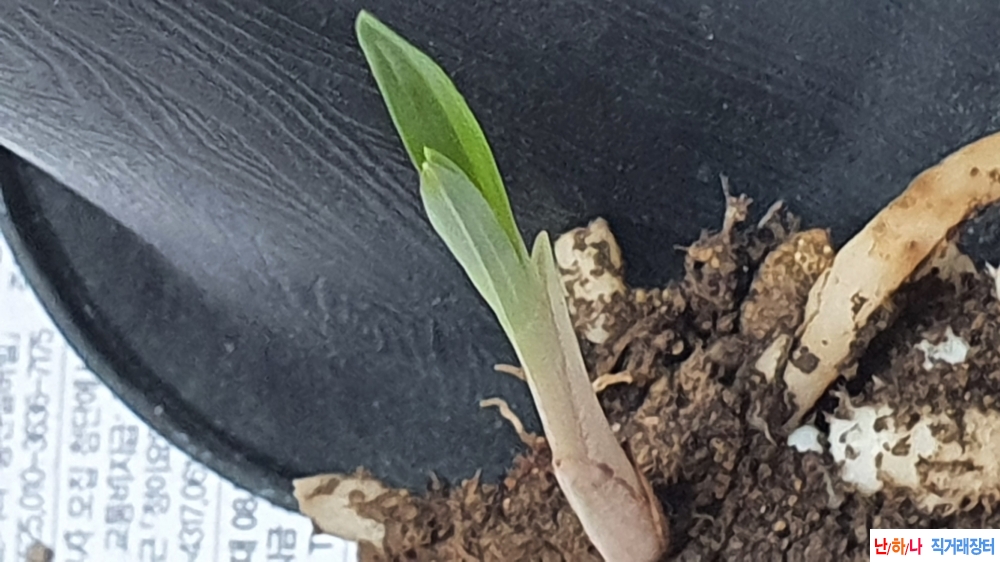 산채 서반물 자태입변