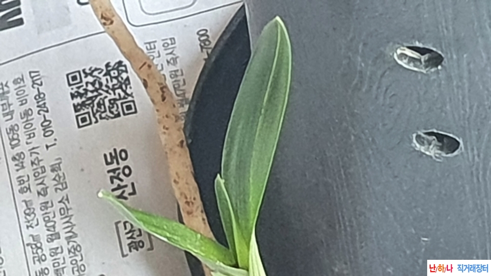 산채 둥근 두화변