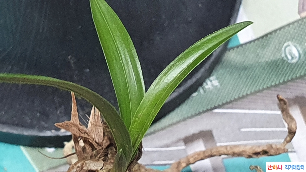 산채 단엽성 환엽변