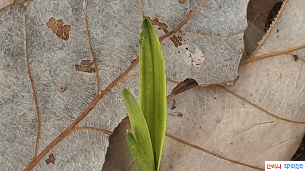 산채 두화변 서반