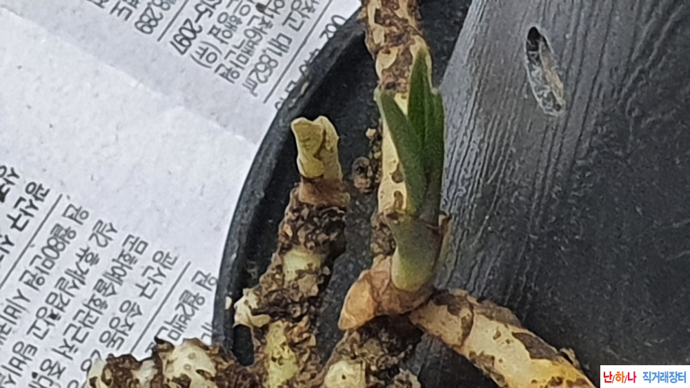 산채 생강덩어리 까닥?