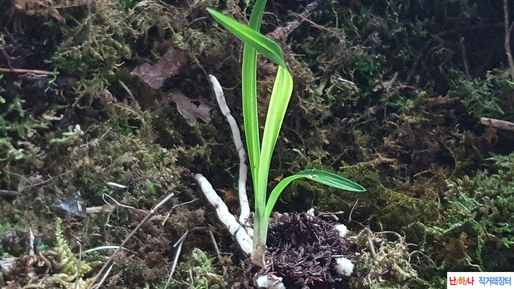 산채 까랑한 서반