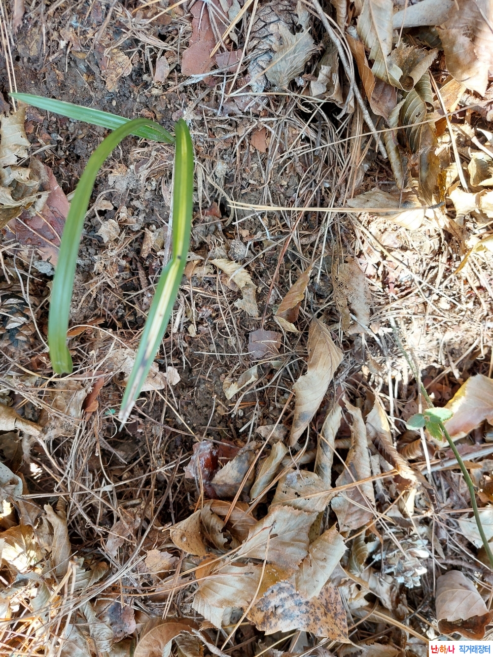 금일산채 황색 호